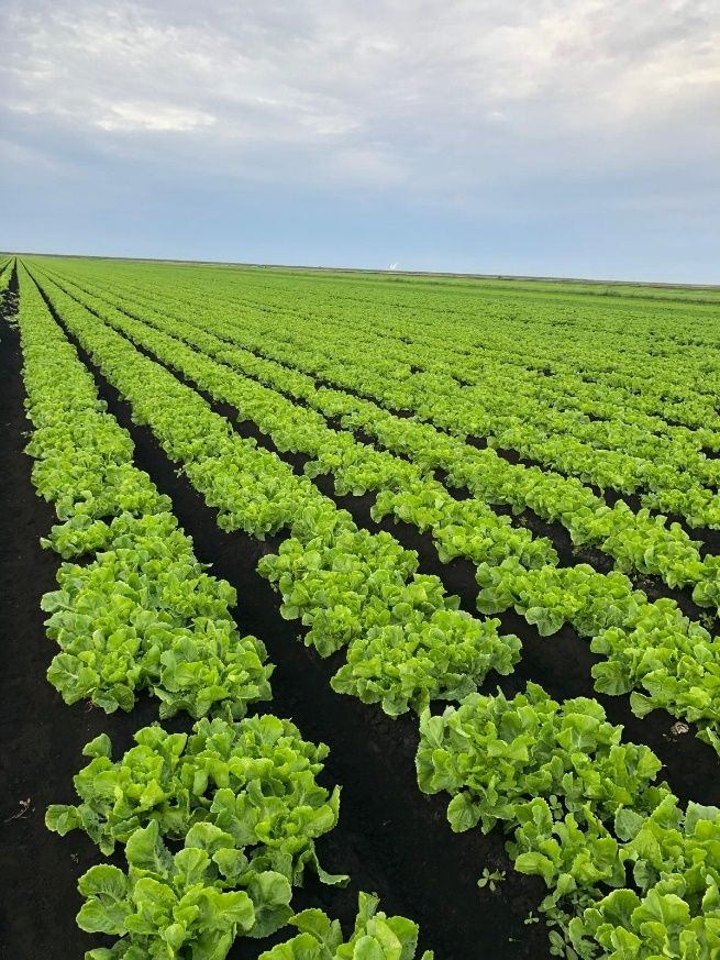 An endive field in the EAA in southern Florida.