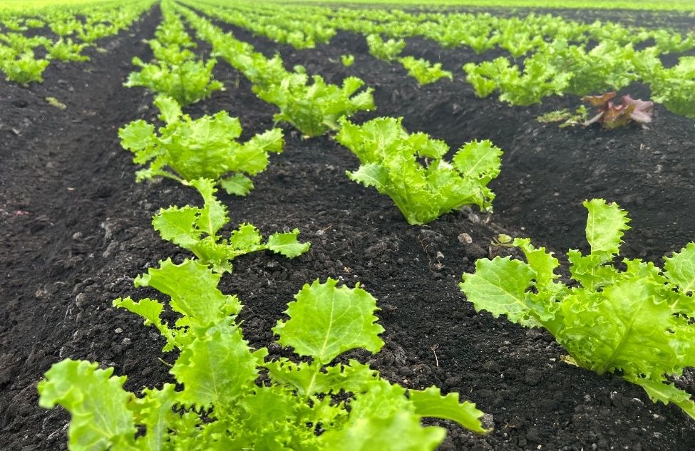 A field of escarole cultivated in rich organic muck soils of the Everglades Agricultural Area (EAA). Photos courtesy UF/IFAS.