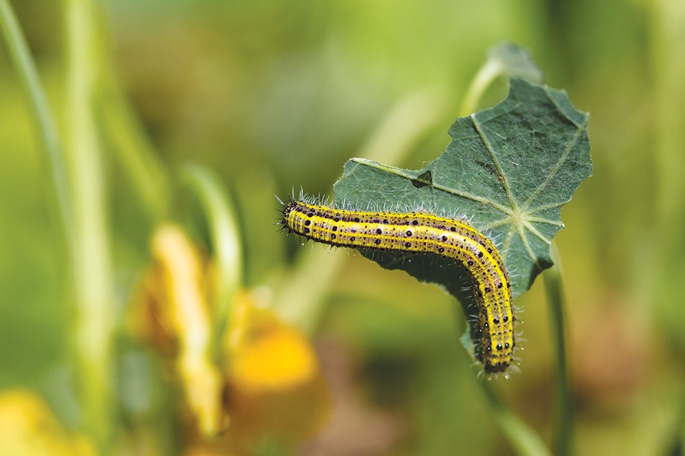 Yellow and black worm perched on a green leaf