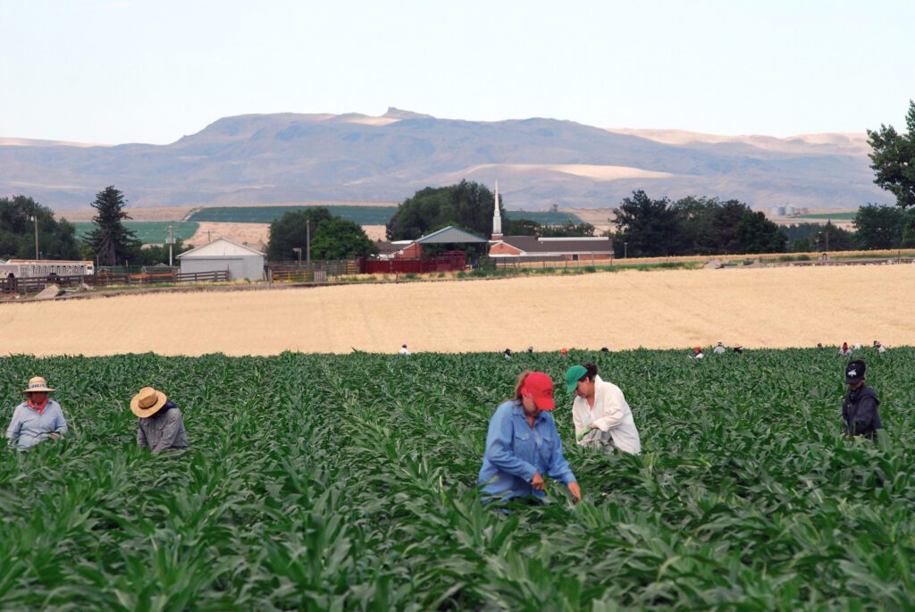 Soil health big focus of women-owned sweet corn seed grower.