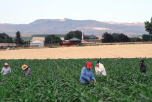 Women working in a field of corn