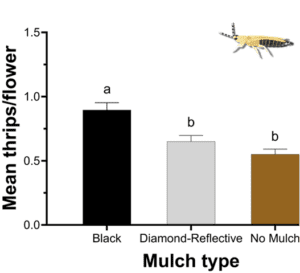 Bar graph detailing the mean thrips/flower based on mulch type