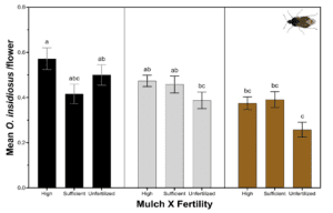 Bar graph detailing the effect of mulch and fertility on minute pirate bug abundance
