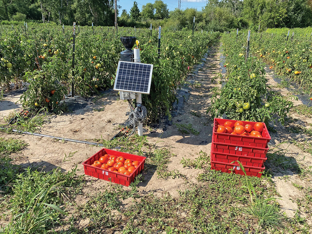 MSU Extension research in tomato field