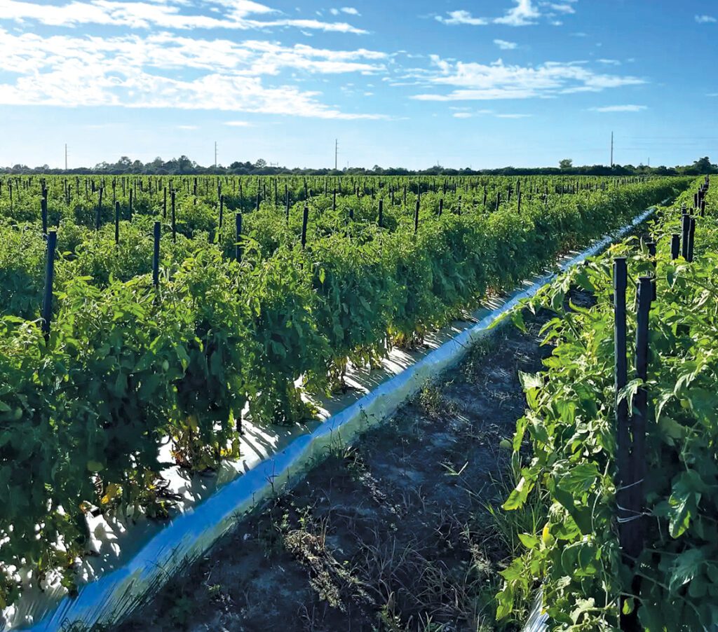 Oakes Farms has approximately 3,000 acres of farmland under production, with central operations in Collier county in Southwest Florida.