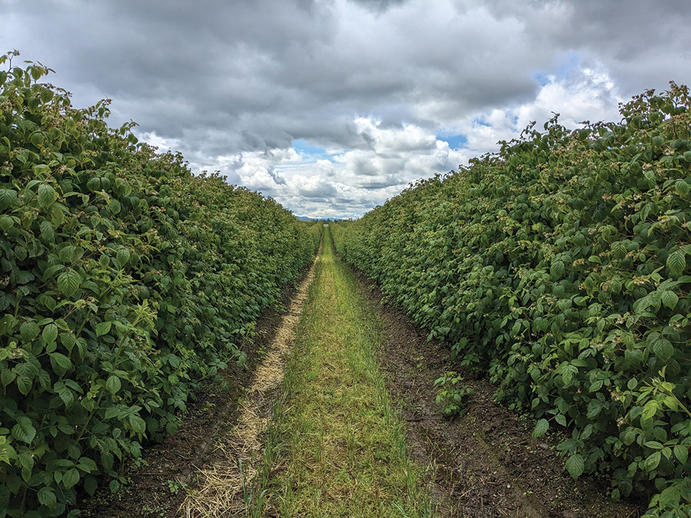 Cover crops in field