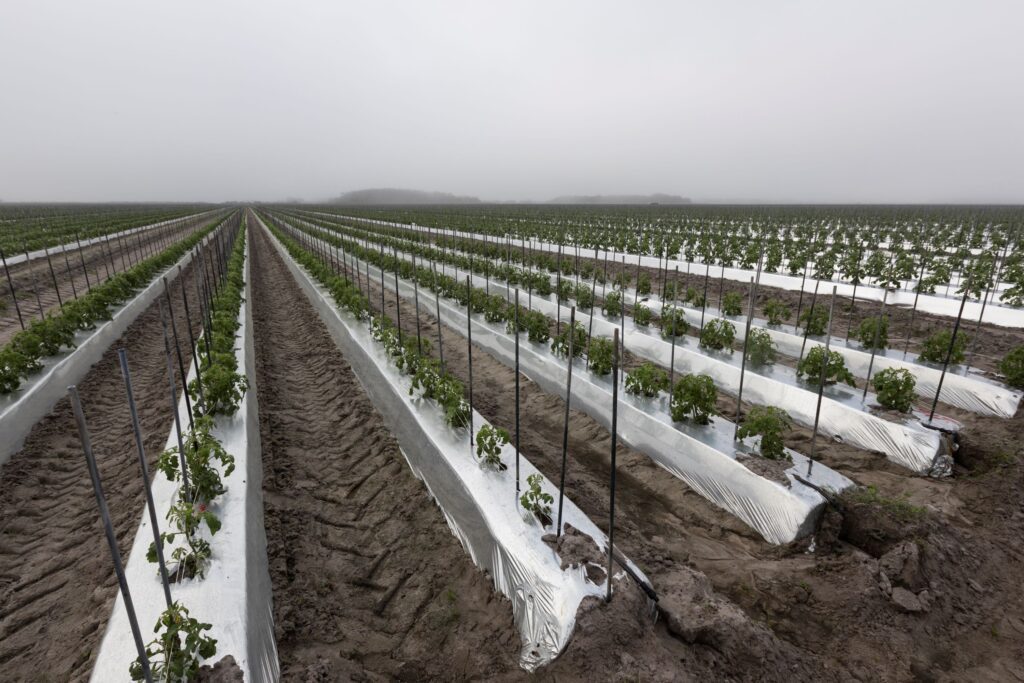 Rows of raised crop beds.