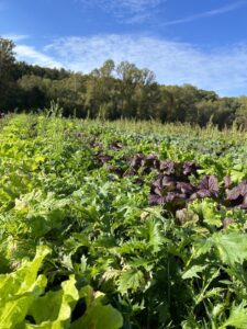 Fresh vegetables growing in a field with a sunny sky in the background.