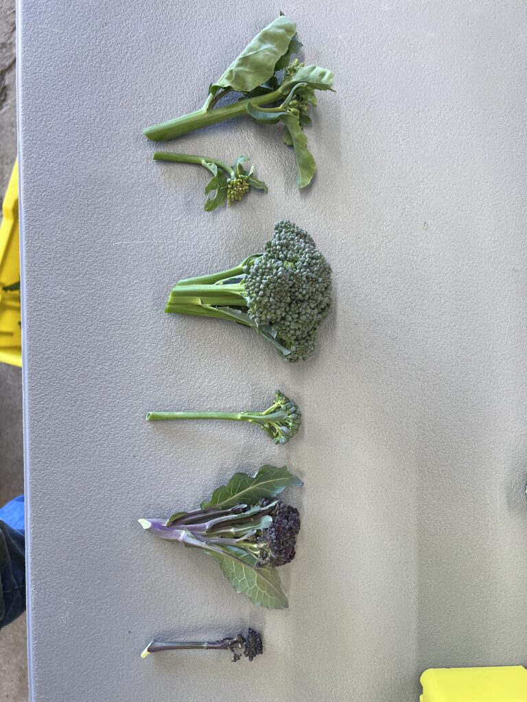 Apical and lateral shoots of ‘Melody’, ‘BC1611’, and ‘Burgundy’ broccolini varieties on table.