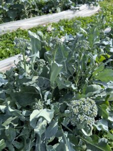 Photo of ‘BC1611’ broccolini prior to harvesting in a field.