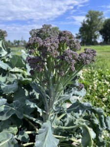 Photo of ‘Burgundy’ broccolini in a field prior to harvesting.