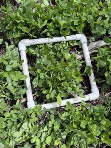 A while square-shaped PVC pipe in a quadrat in red clover living mulch pathways.
