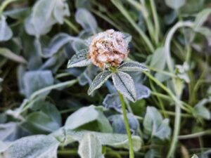 close-up of morning frost on white x kura ‘Aberlasting’ clover