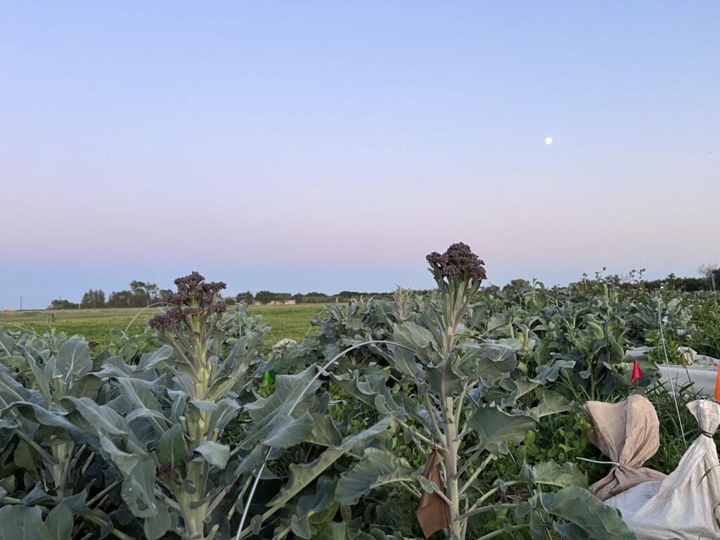Field of broccolini at South Dakota State.