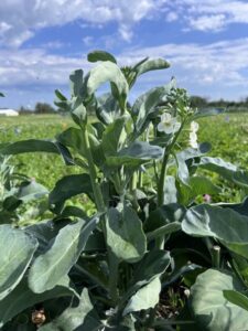 Close-up photo of ‘Melody’ broccolini in a field.