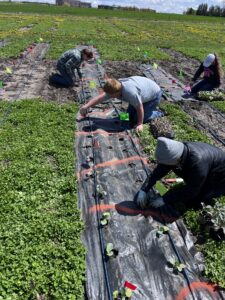 Workers plant broccolini landscape fabric in a field at the SDSU Specialty Crop Research Farm in Brookings, South Dakota.