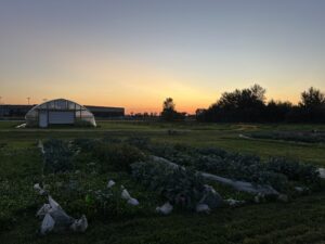 Broccolini plot at sunset