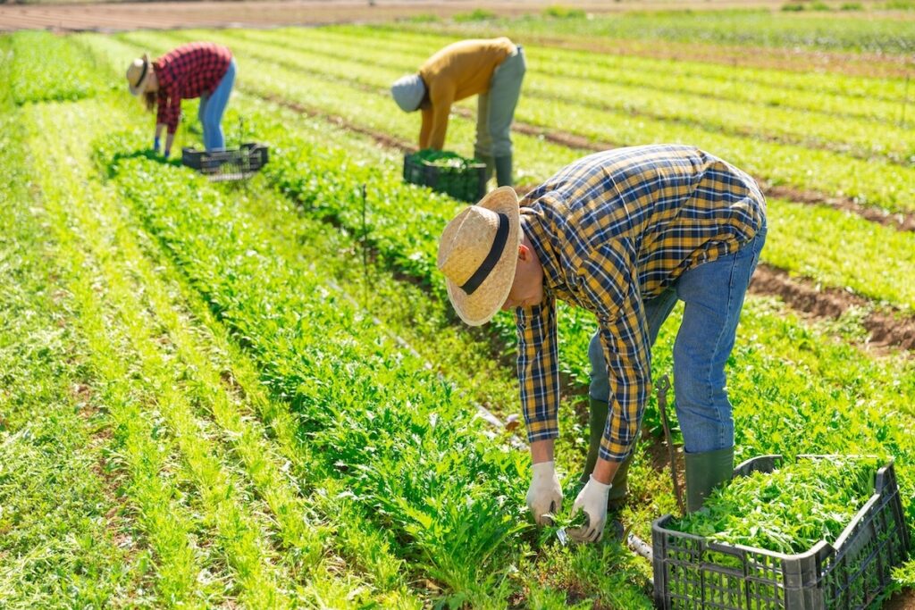photo of farmworkers harvesting vegetables photo