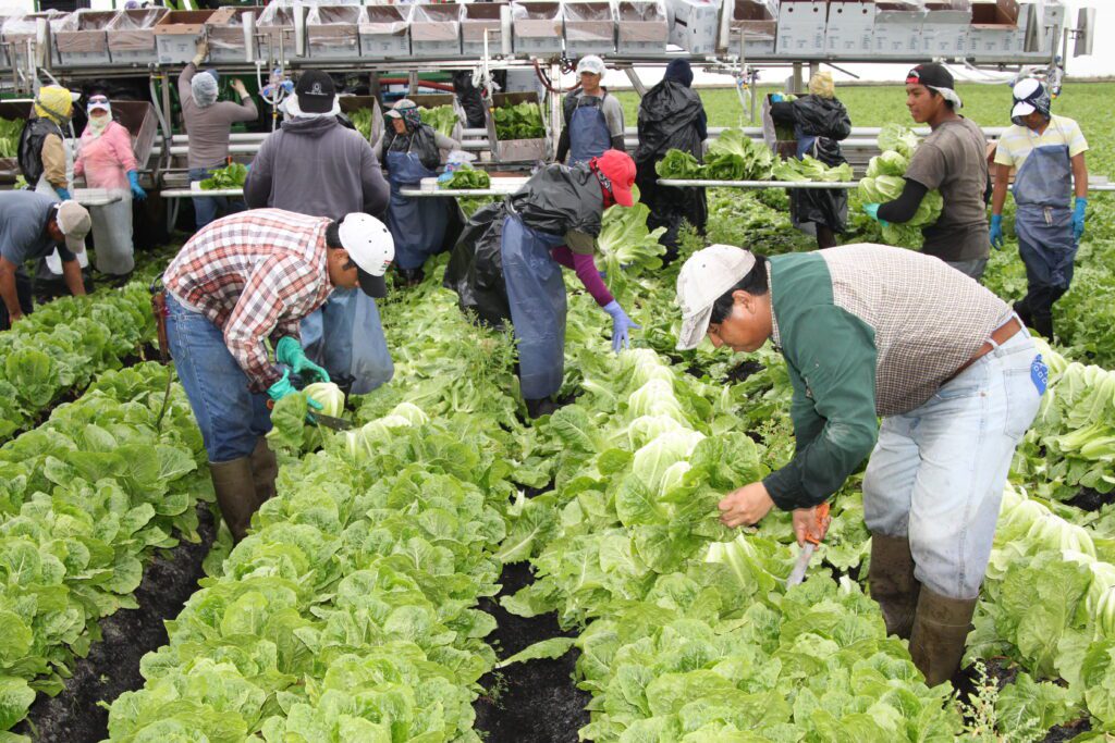 Farmworkers harvesting leafy greens photo.
