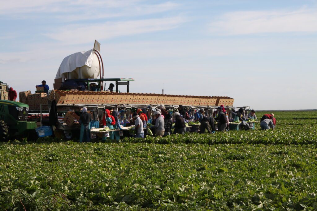 Farmworkers harvesting romaine lettuce photo.