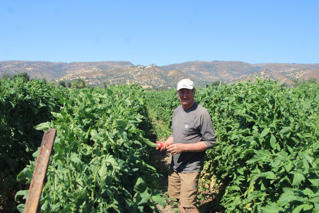 Photo of Full Belly Farm’s Paul Muller in a tomato field.