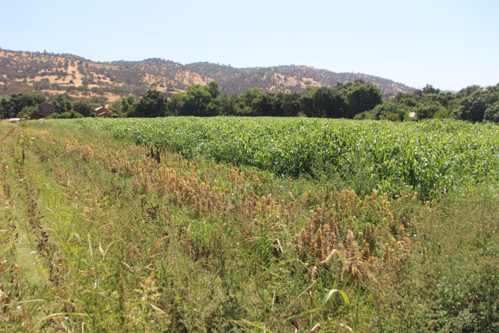 Photo of Full Belly Farm’s cover crops