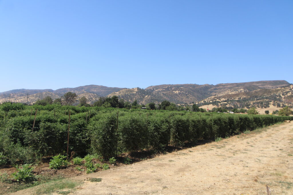 Photo of Full Belly Farm's tomatoes.