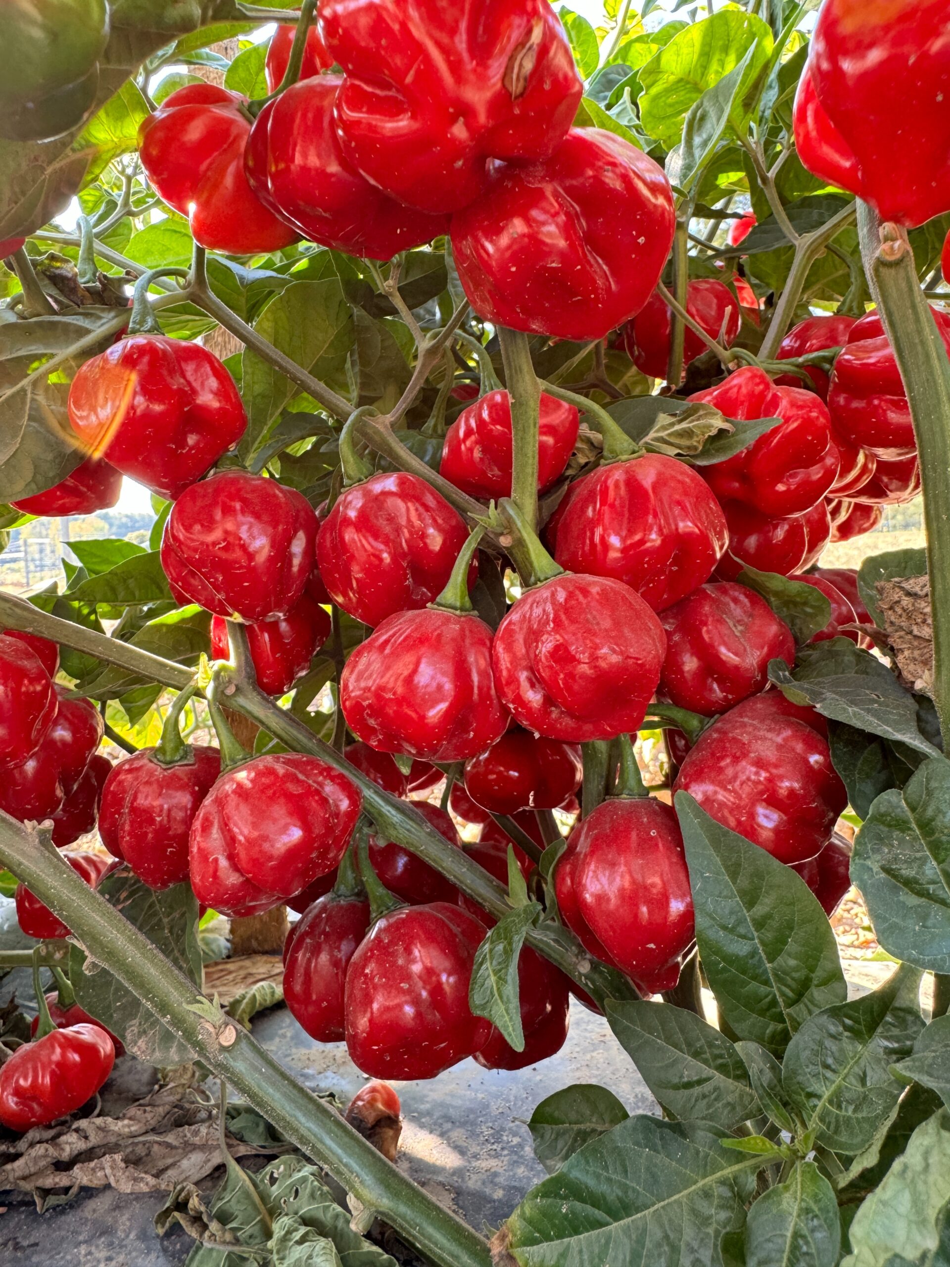 Photo of SnS-1 (Scotch Bonnet Red Pepper) 119 days after transplanting.
