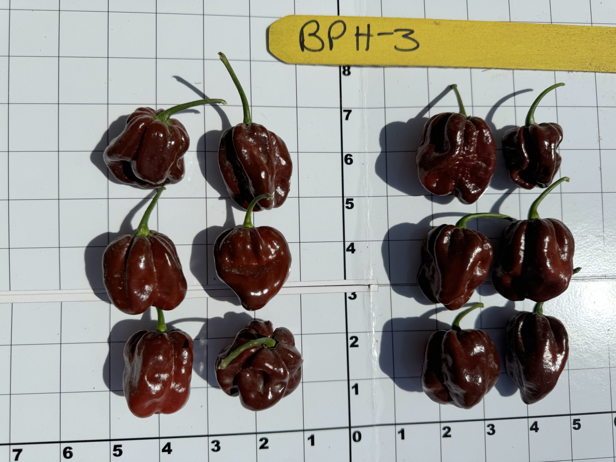 Photo of BPH-3 Chocolate Scotch Bonnet.
