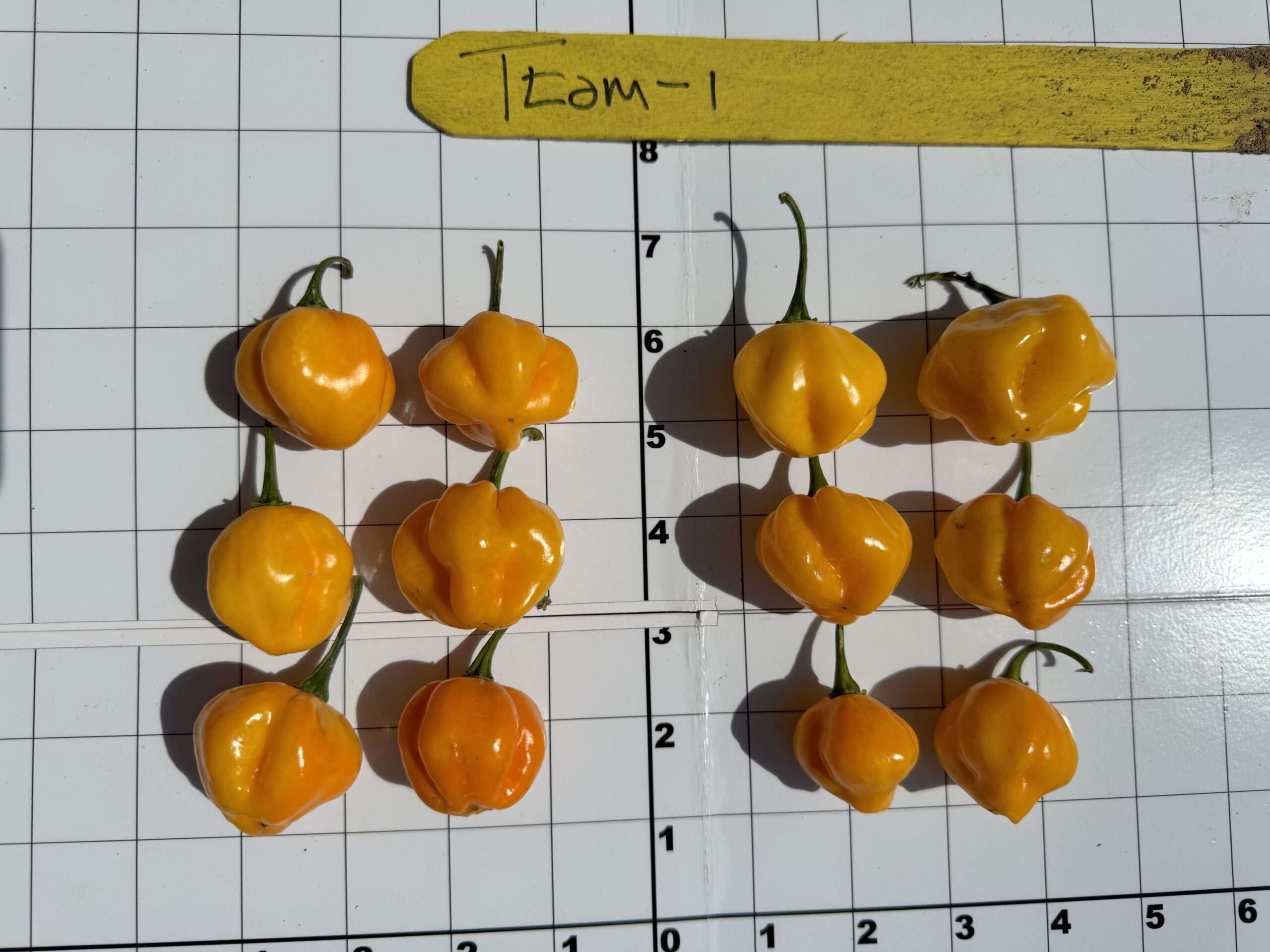Photo of Ttom-1 Orange Scotch Bonnet.