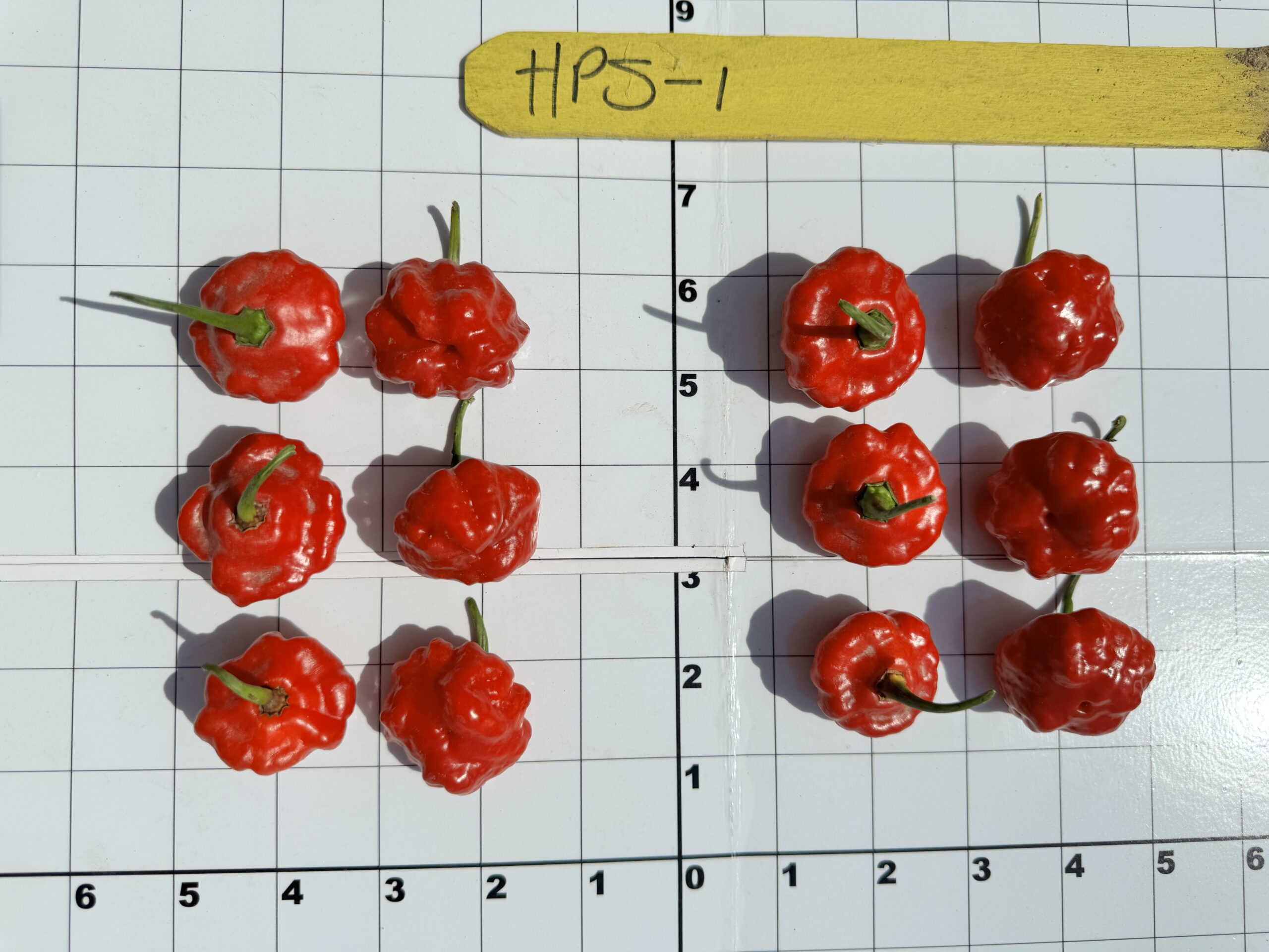 Photo of HPS-1 (Sweet Bonnet) fruit.