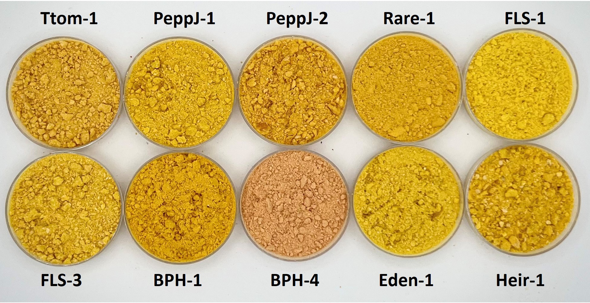 Photo of Yellow Scotch Bonnet powder.