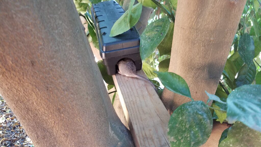 Photo of rat trapped in orchard.