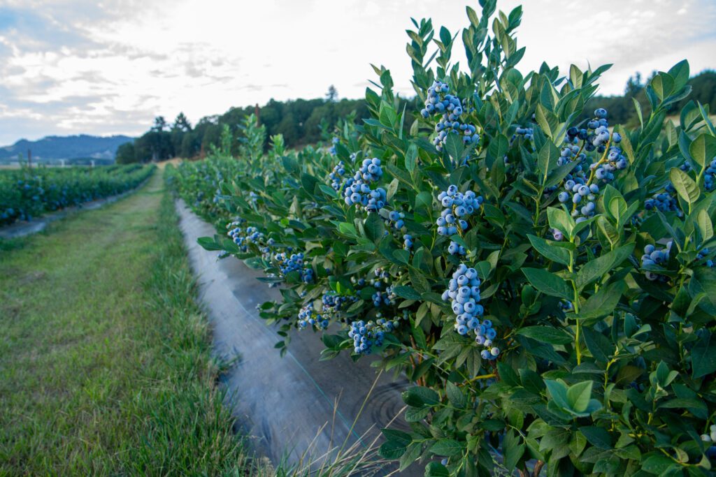 wide photo of blueberries bushes