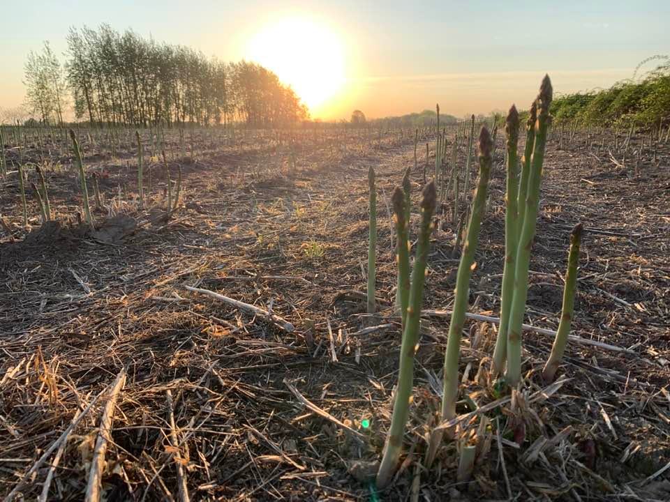 Photo of close-up of asparagus in field at sunset at Golden Stock Farms