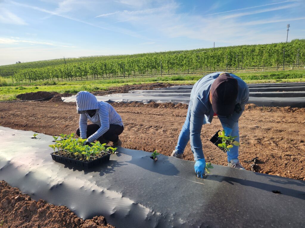 photo of farmworkers transplanting vegetable plants