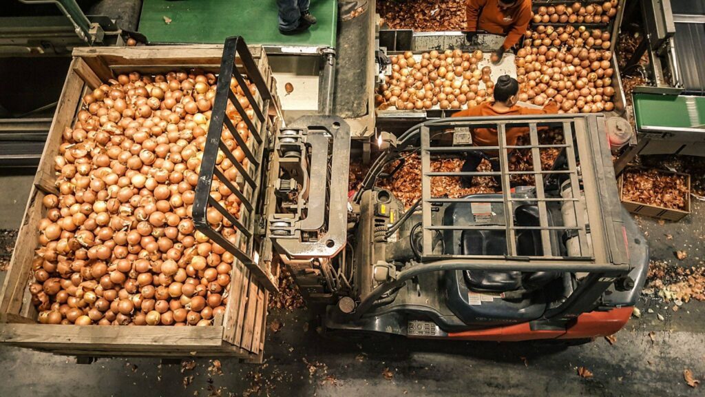photo of onions running the packing line at Owyhee