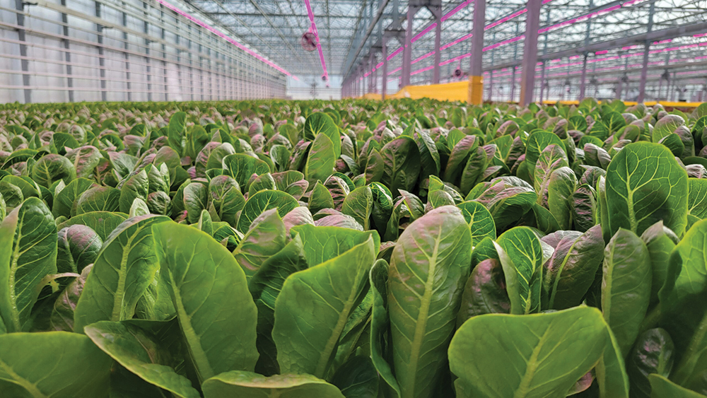 Photo of hydroponic lettuce in greenhouse