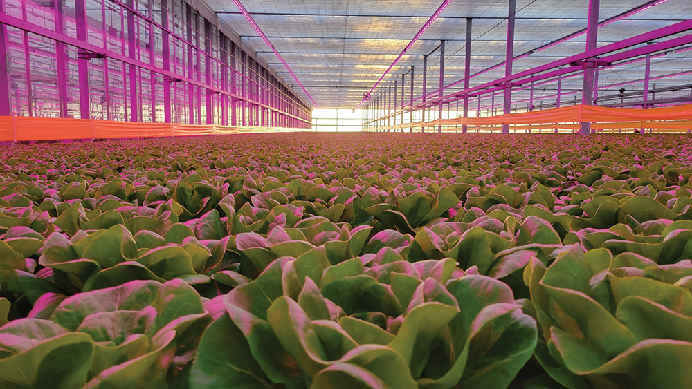 Photo of hydroponic lettuce in greenhouse