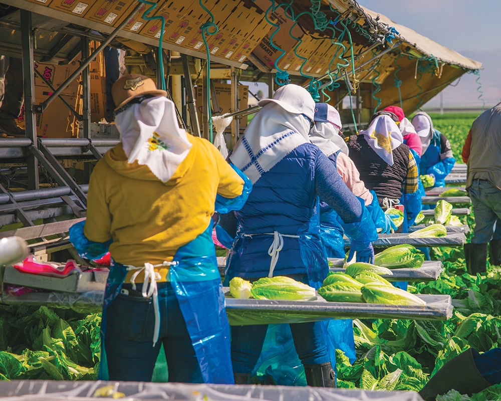Farmworkers handling freshly harvested lettuce.