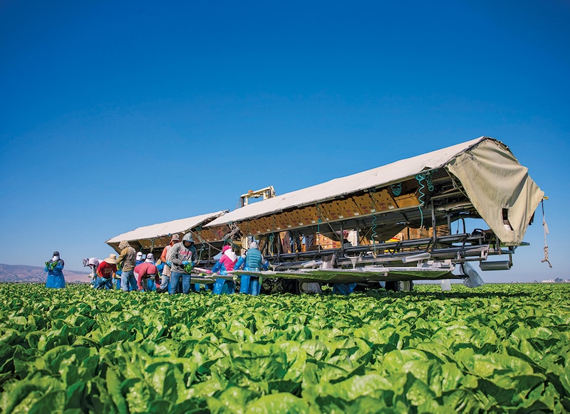 Farmworkers picking lettuce in a sunny day.