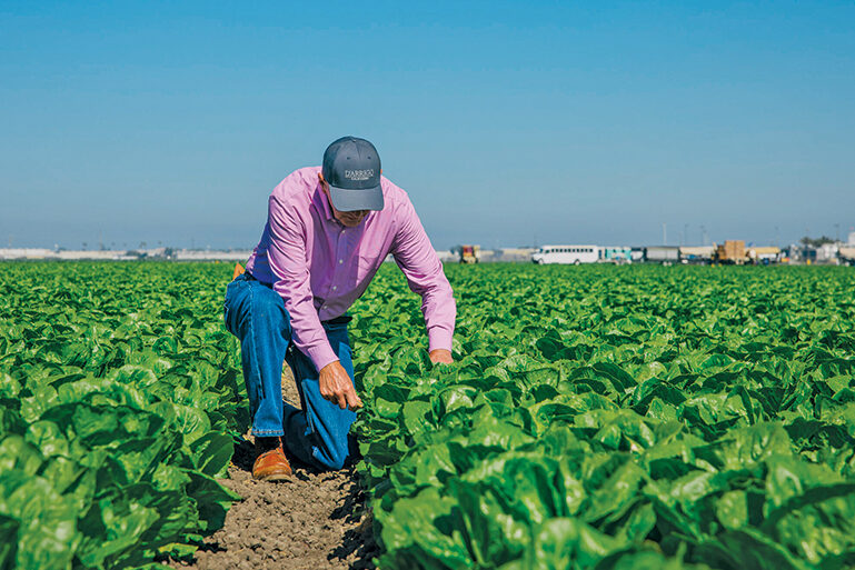 Farmer kneeling in a field of lettuce on a sunny day.