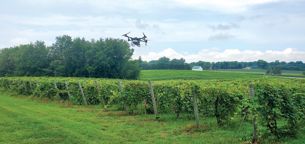 Small drone flying above grape vineyard.