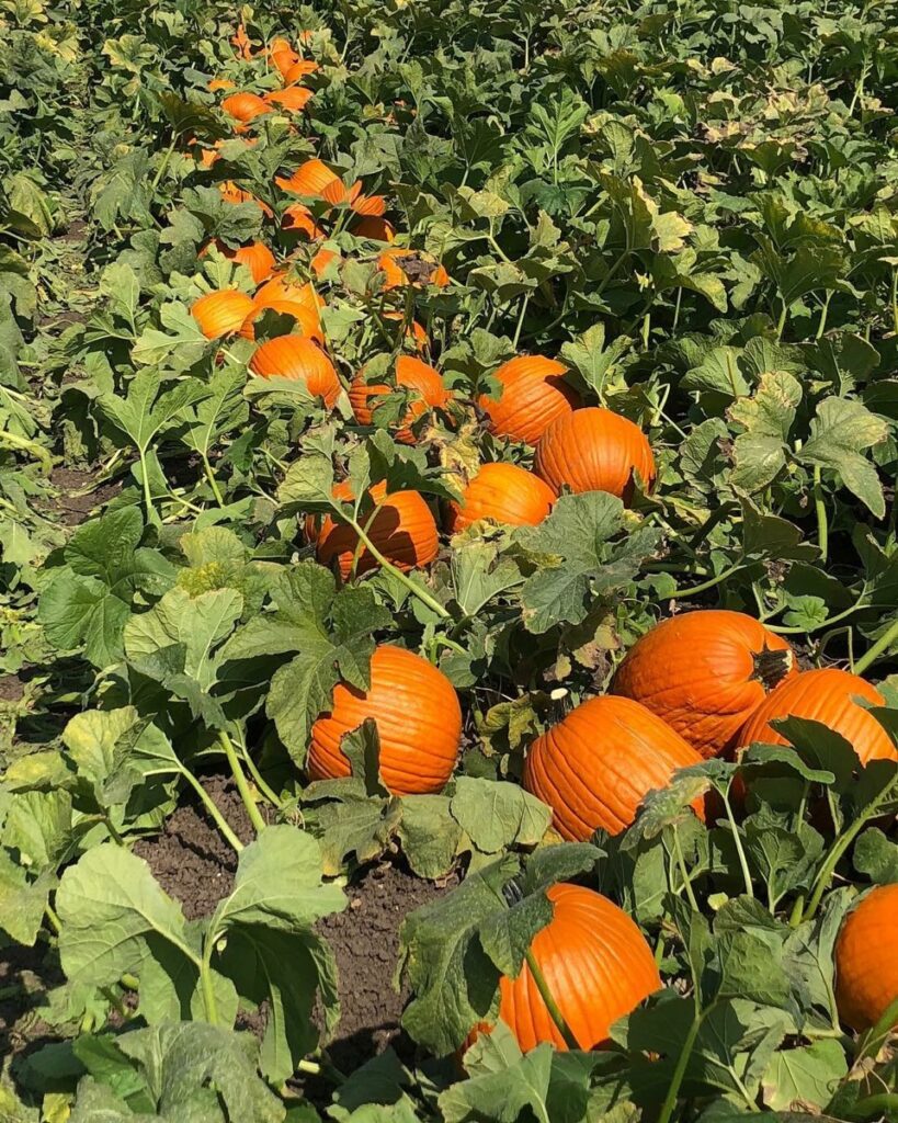 Michigan farms report large thefts of apples, pumpkins