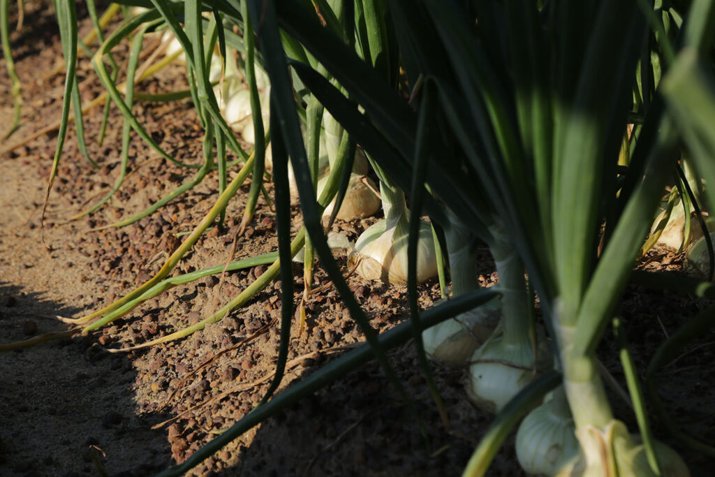 Vidalia onions hit markets