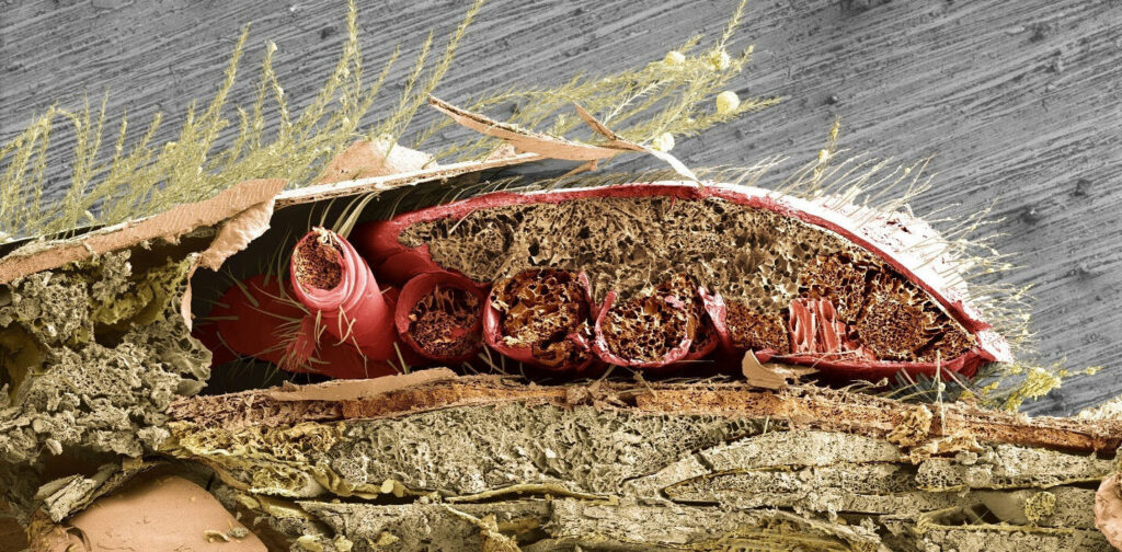 Impact of varroa mites on honeybee health pinpointed