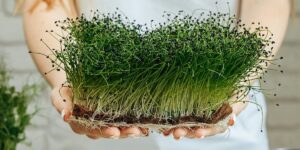 Penn State to host microgreens food safety webinar