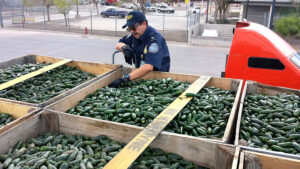 A U.S. Customs and Border Protection (CBP) agriculture specialist inspects a shipment of green hot chile for pests and disease at the Columbus (New Mexico) port of entry. Photo: Chad Gerber/CBP
