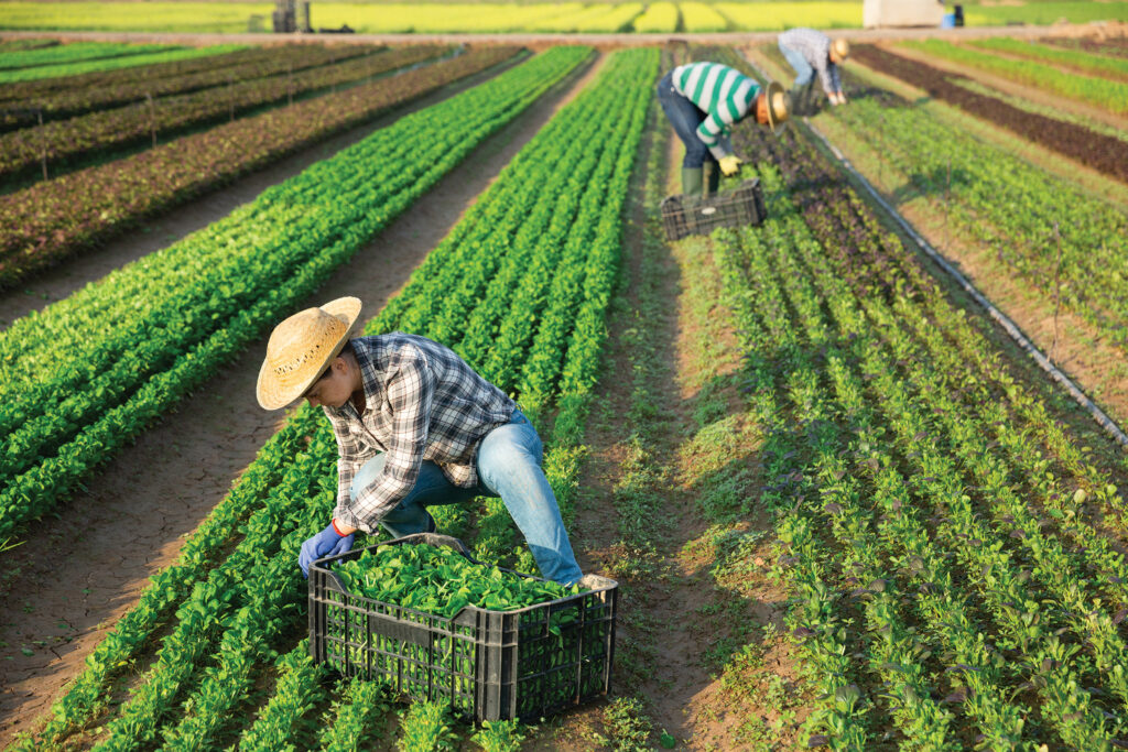 Ag Labor Review: Growers’ concerns help shape NCAE mission