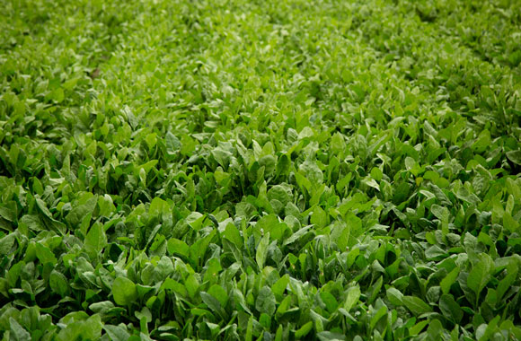Three Reasons to Consider a Humic Acid Program